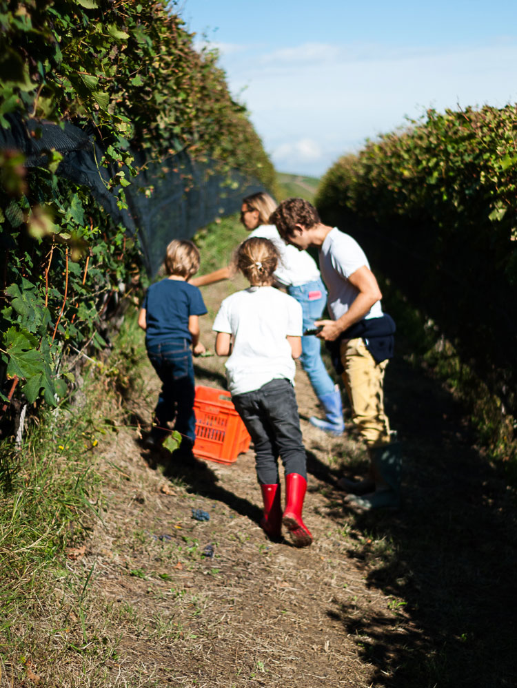 adotta-vigneto-langhe
