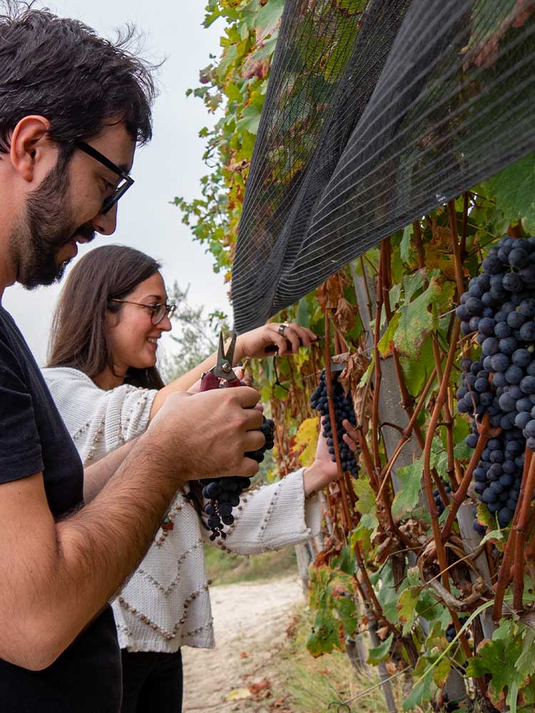 adotta-vigneto-millenovecento-langhe